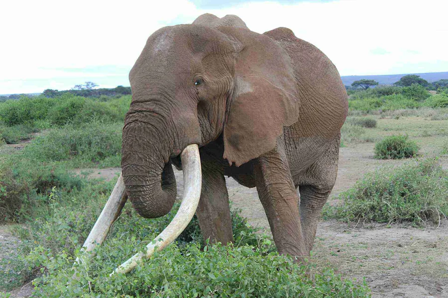 Samburu National Reserve